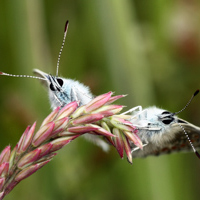 Makros Insekten und Kleintiere