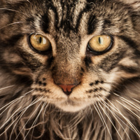 Tiere
