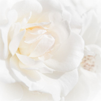 Blumen